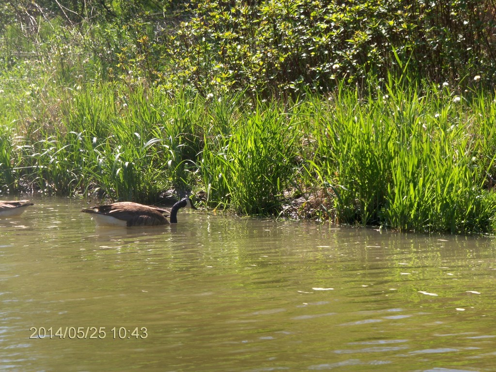 Christopher Greaves Rouge River_HPIM7288.JPG